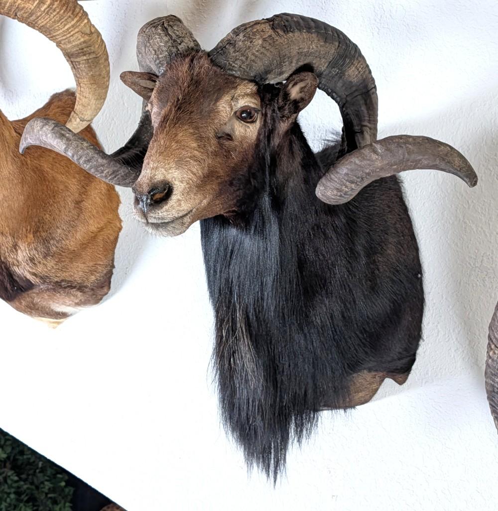 Black Hawaiian Ram Shoulder Mount Taxidermy