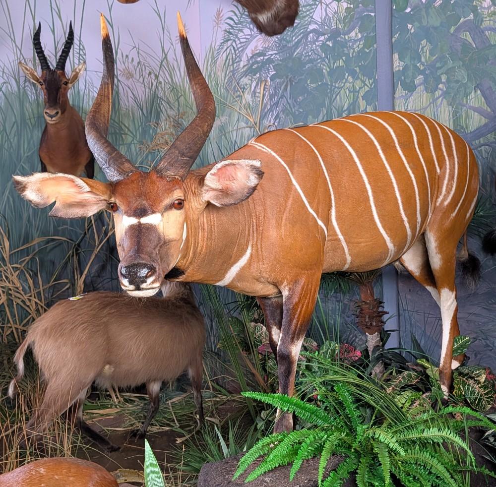 African Bongo Full Body Taxidermy Mount on Habitat Base