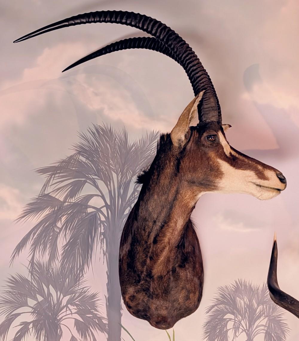 African Sable Shoulder Mount Taxidermy