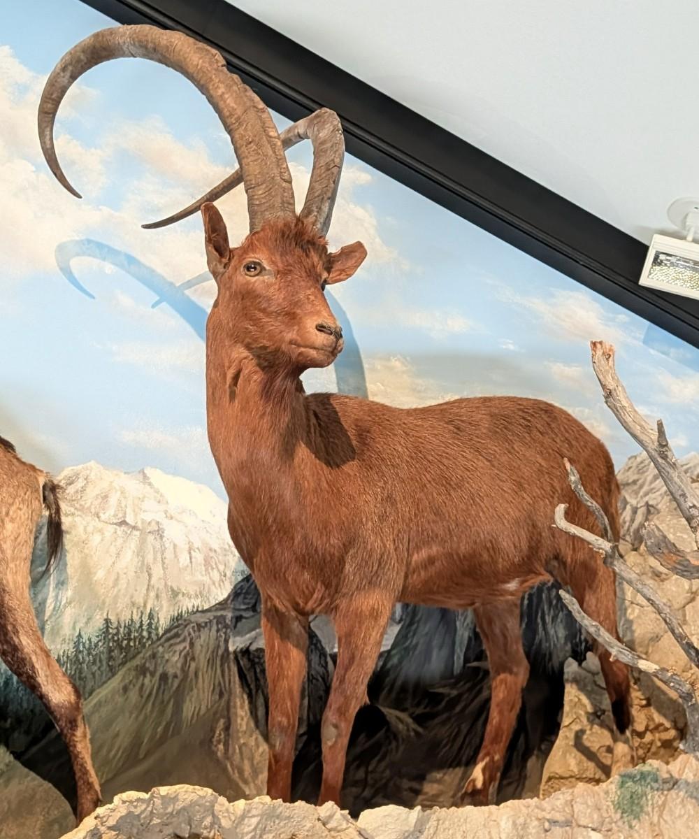 Alpine Ibex Full Body Taxidermy Mount No Base
