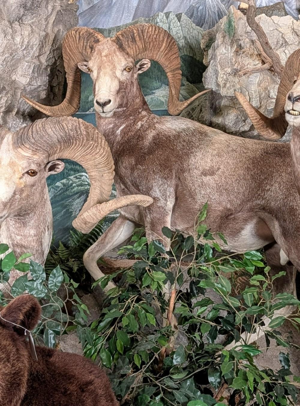 Altai Argali Full Body Taxidermy Mount No Base INDIANA RESIDENTS ONLY