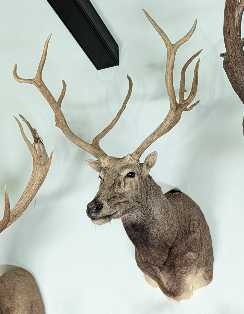 Barasingha Shoulder Mount Taxidermy INDIANA RESIDENTS ONLY