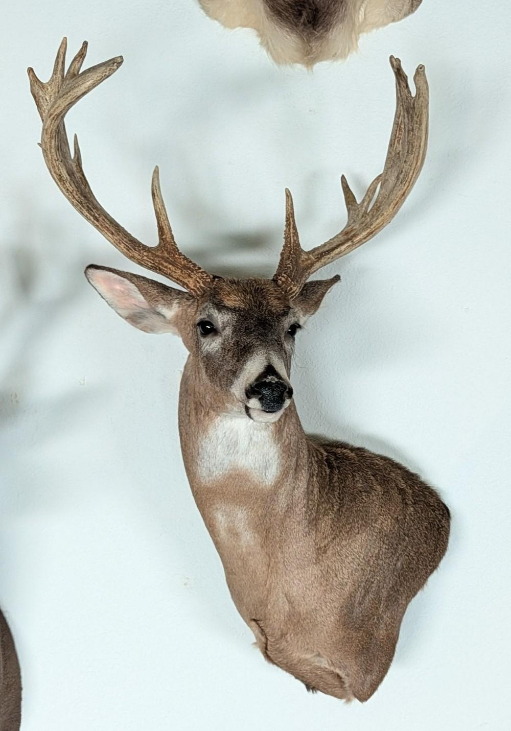 13-Point Shoulder Mount Taxidermy