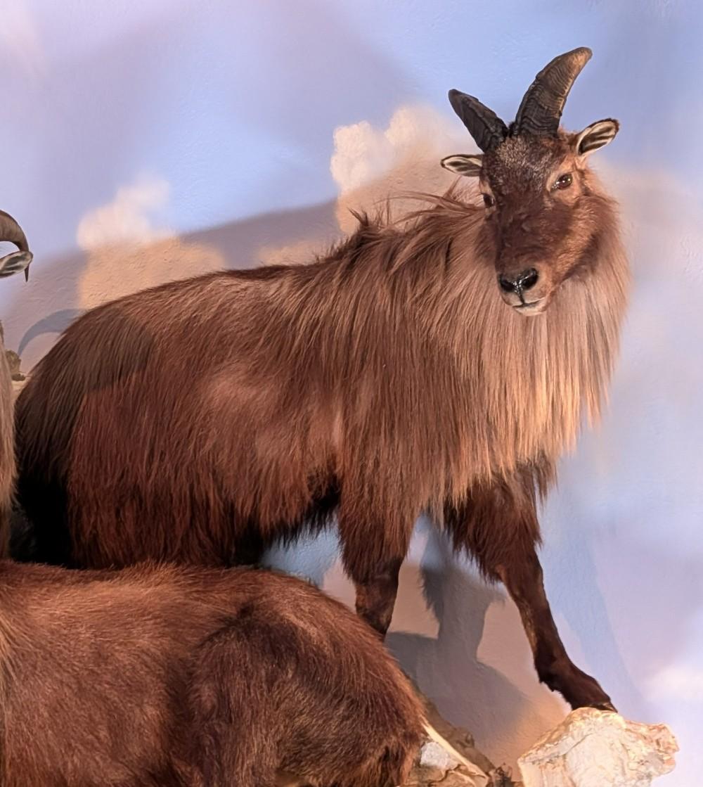 Himalayan Tahr Full Body Ta... image