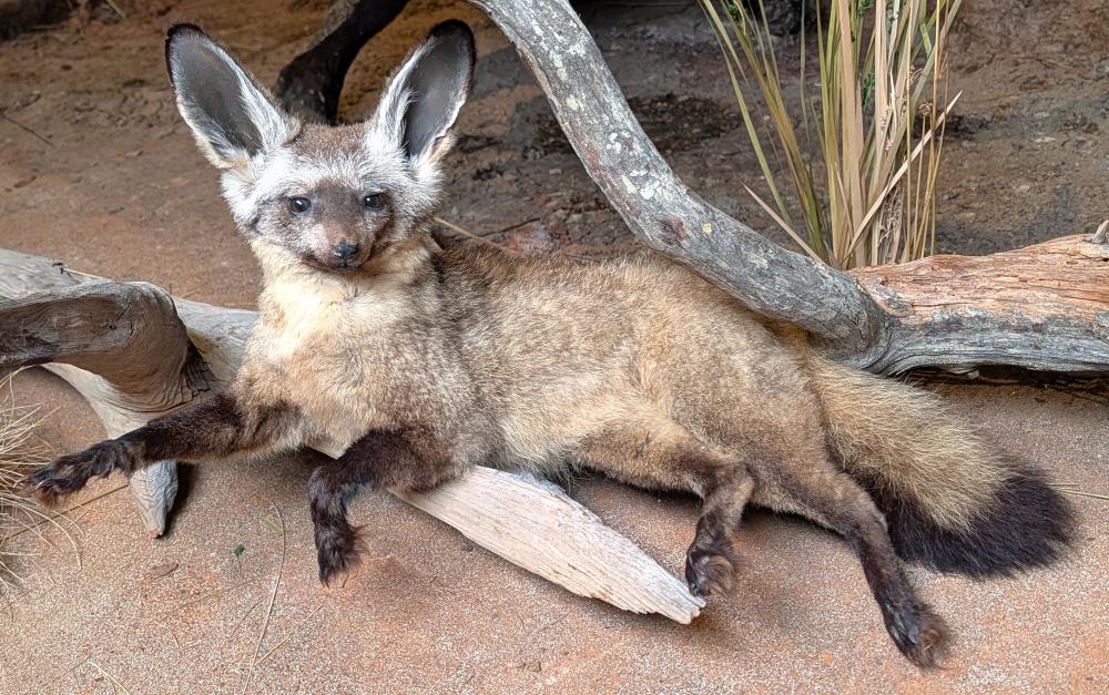 African Bat Eared Fox Full Body Taxidermy Mount