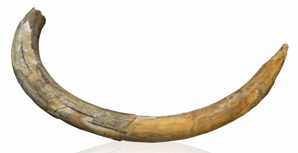 Rare Mammoth Ivory Tusk #1 image
