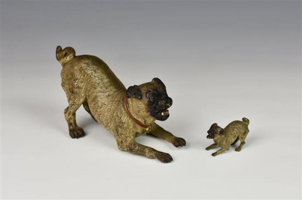 An Austrian cold painted bronze model of a crouching Pug dog - Possibly Franz Bergmann the crouching Pug dog with fine detail,