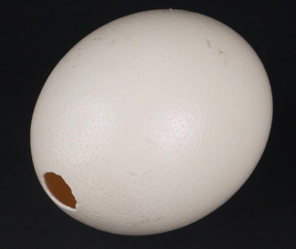 Ostrich Egg