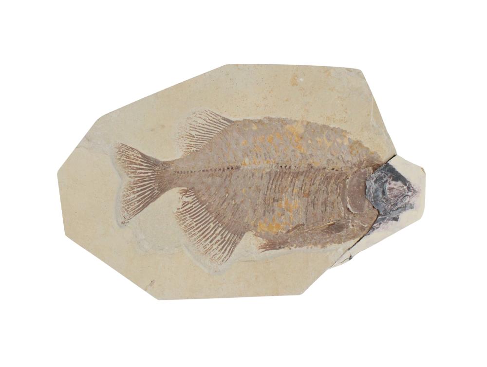 Phareodus Fish Fossil Without Head