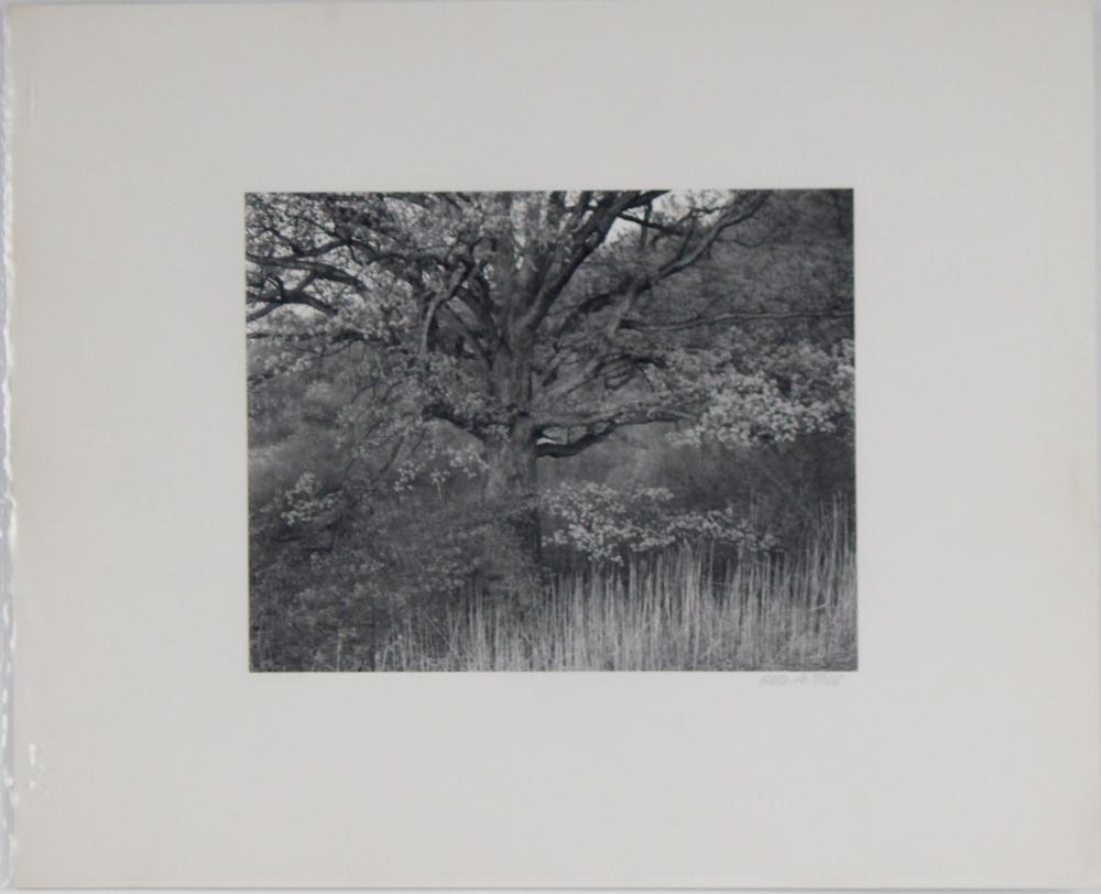 George Tice, American 1938, Oak Tree, Holmdel, NJ, Black and White Photograph