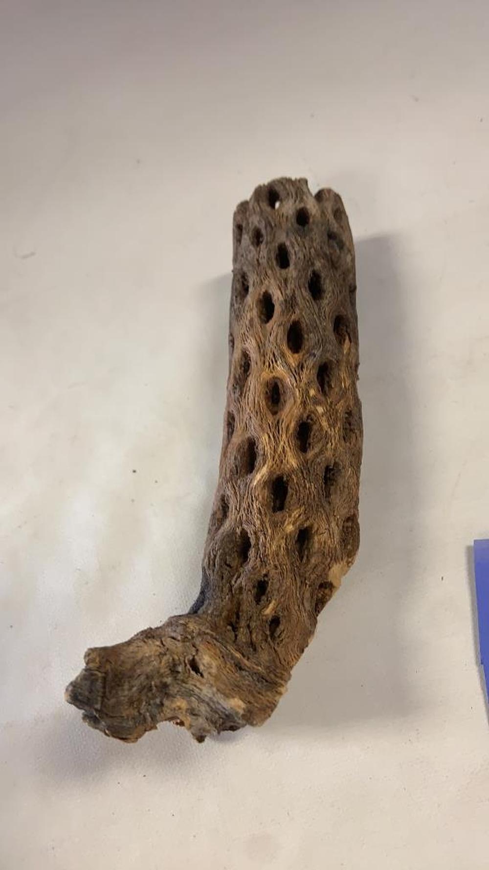Lot - 400 Million Yr Old Orthoceras Fossil, Cholla Cactus