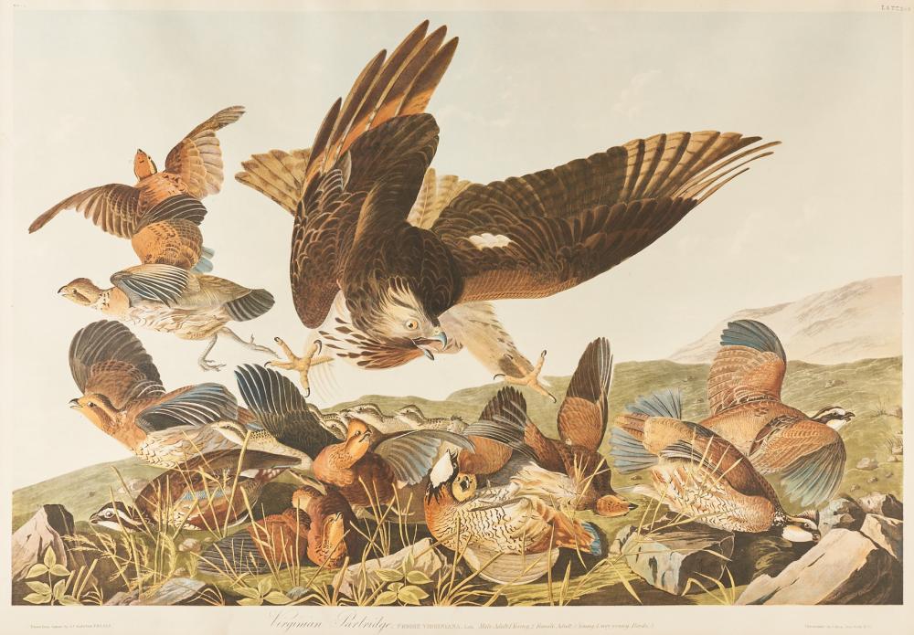 After Audubon "Virginia Partridge" Bien Edition Chromolithograph 289