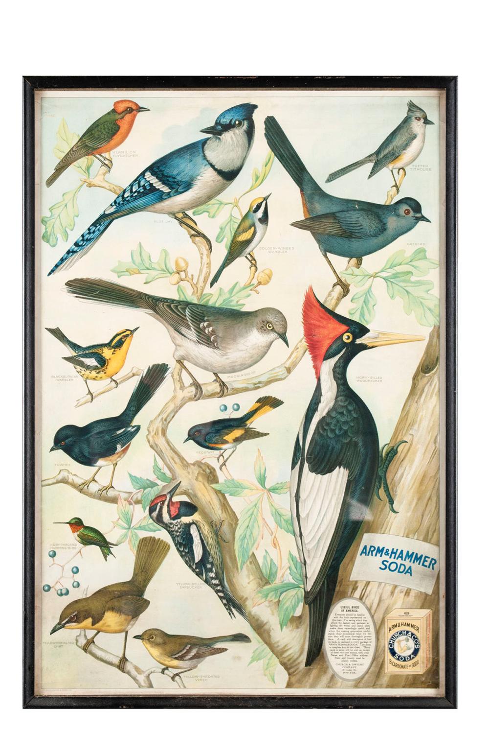 USEFUL BIRDS OF AMERICA ARM & HAMMER SODA POSTER ADVERTISEMENT