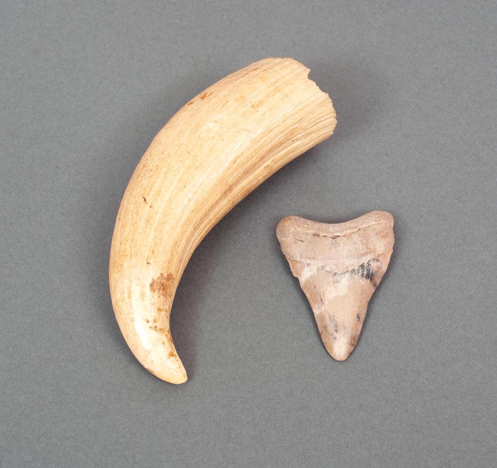 MEGALADON TOOTH AND ASSOCIATED TUSK