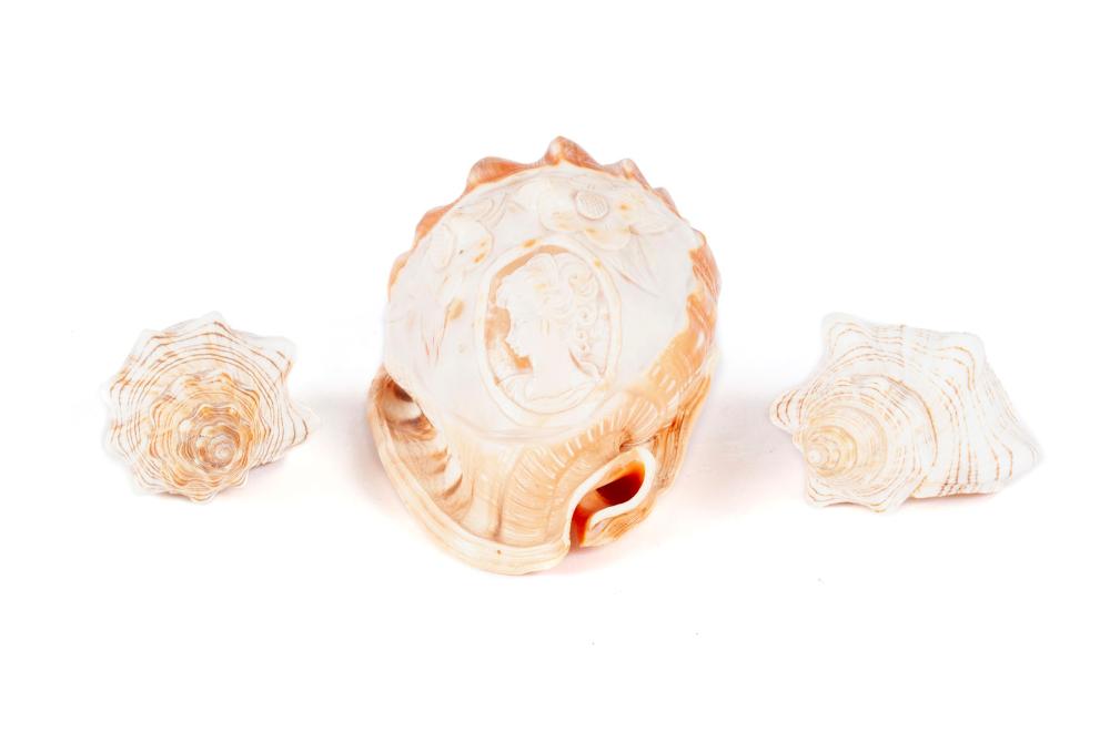 CARVED CAMEO CONCH SEASHELLS