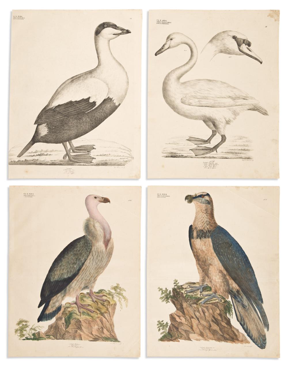 (NATURAL HISTORY.) Georg August Goldfuss. Group of 12 lithographed plates from Naturhistorischer Atlas. (10 birds; 2 marine life).