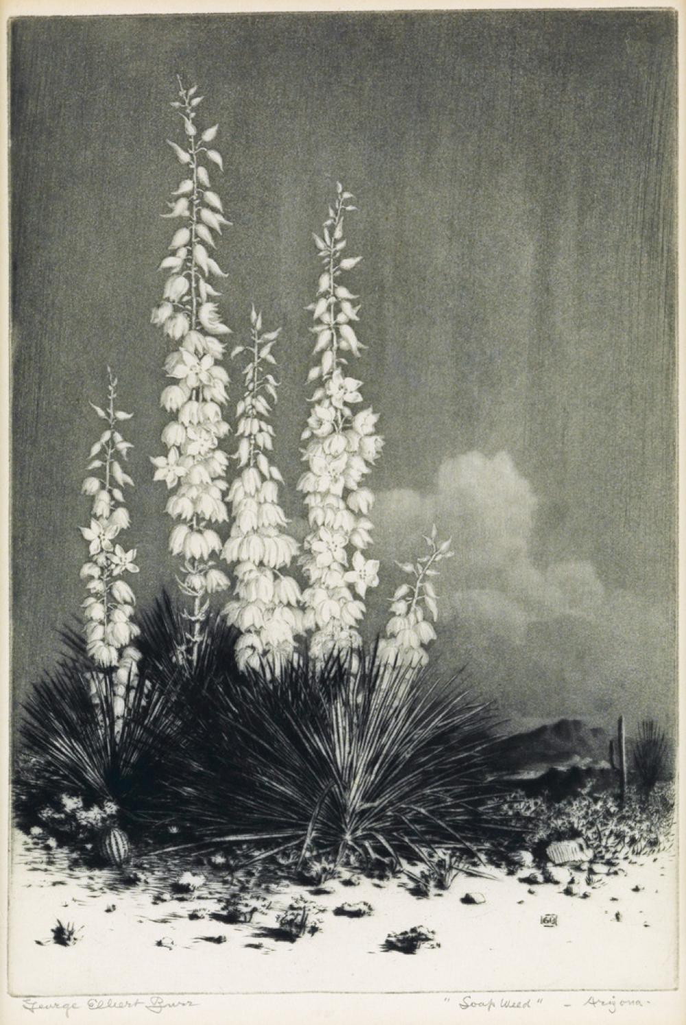 GEORGE ELBERT BURR Soapweed--Arizona.