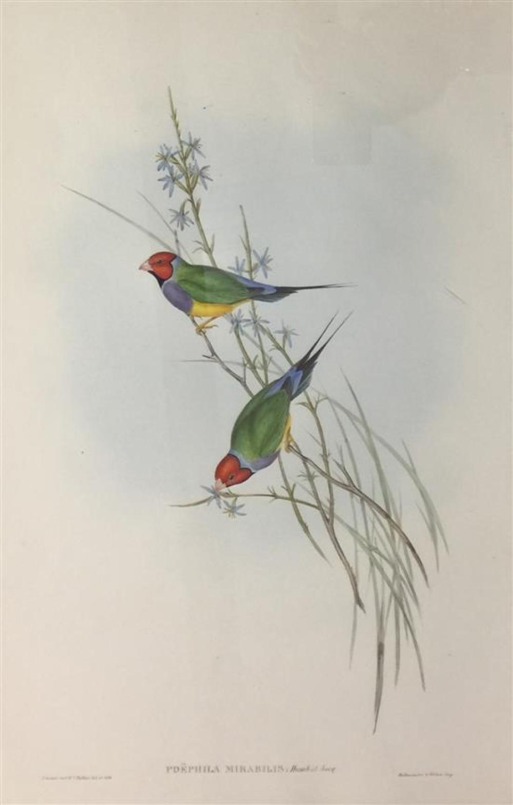 John Gould (1804-1881) Brit... image