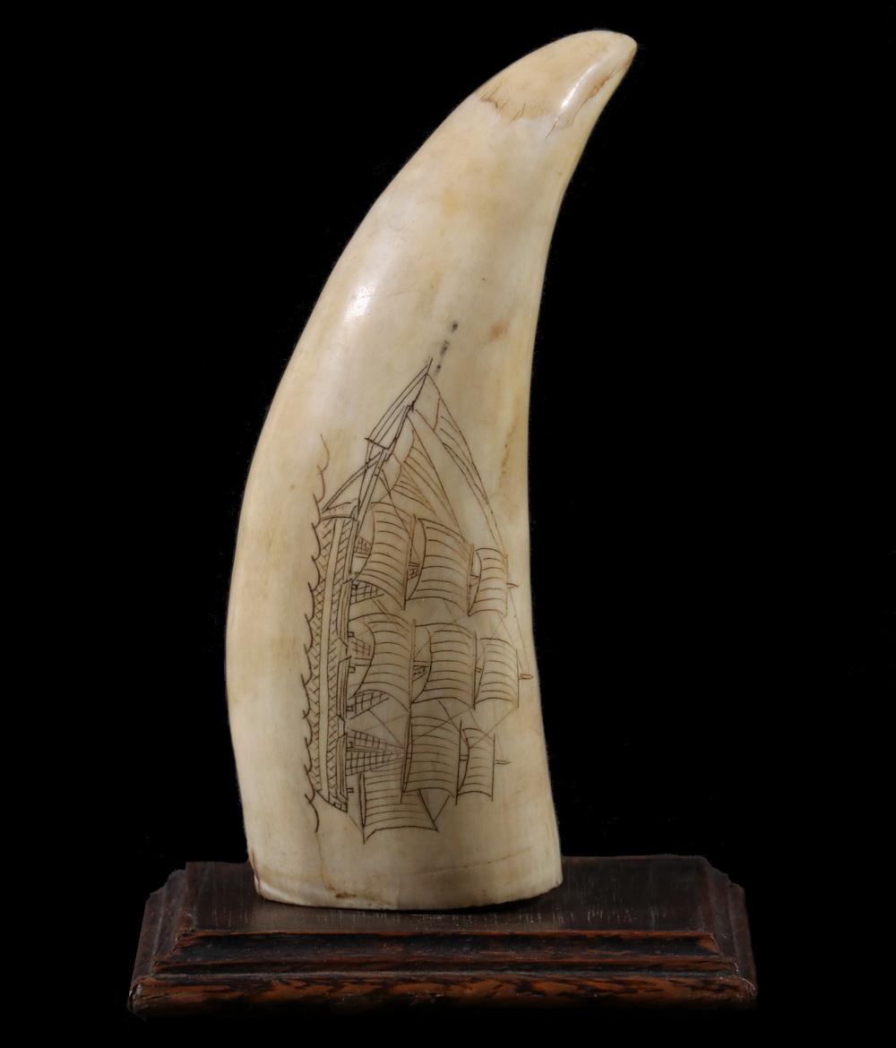 SCRIMSHAW WHALE'S TOOTH image