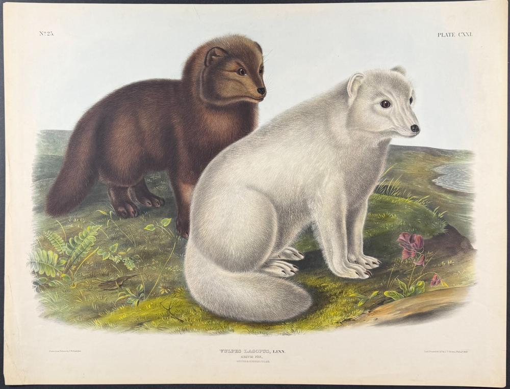Audubon, Imperial Folio - Arctic Fox. 121