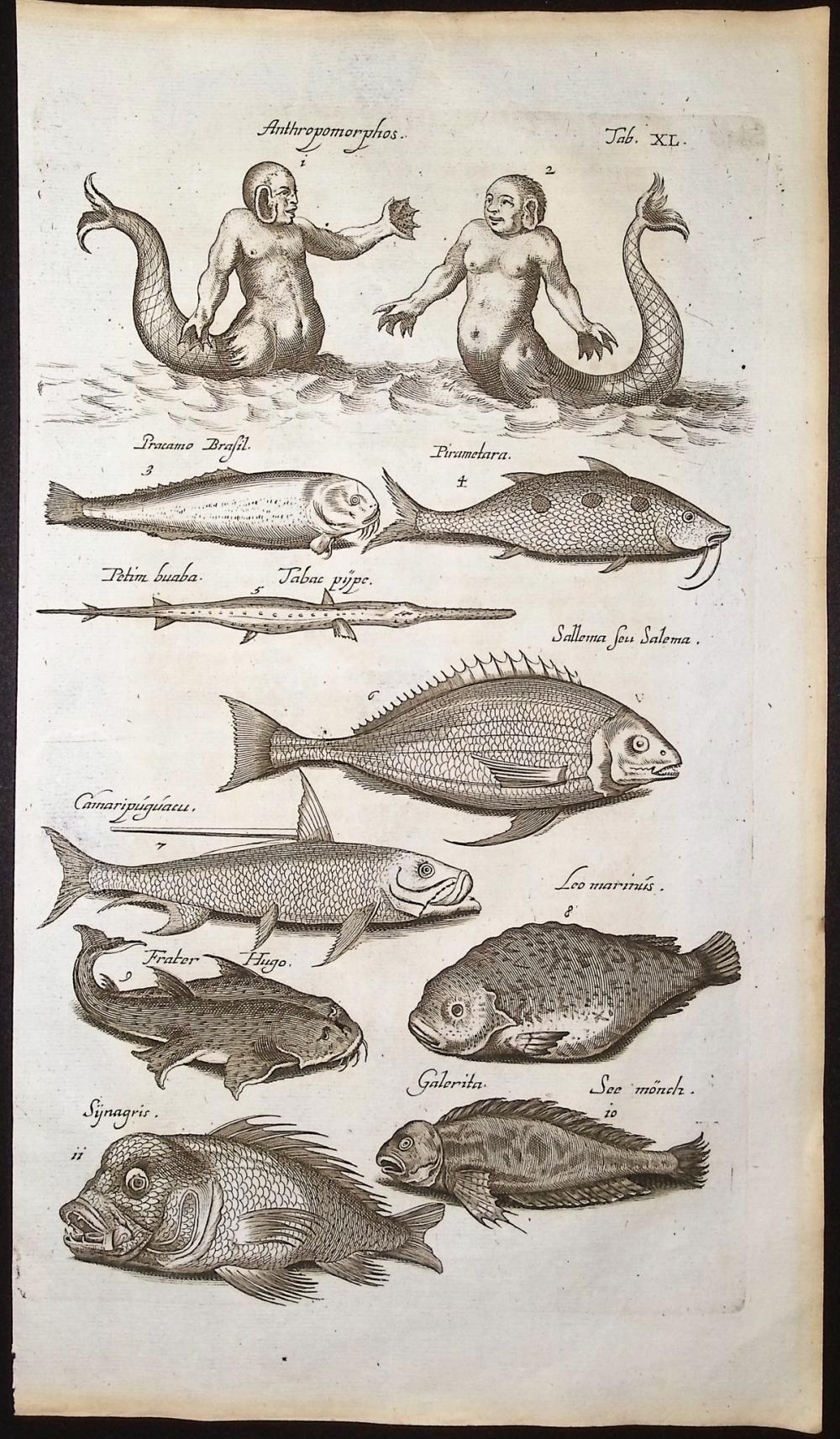 Merian & Jonston - Mermaid or Merman with Fish & Sea Life