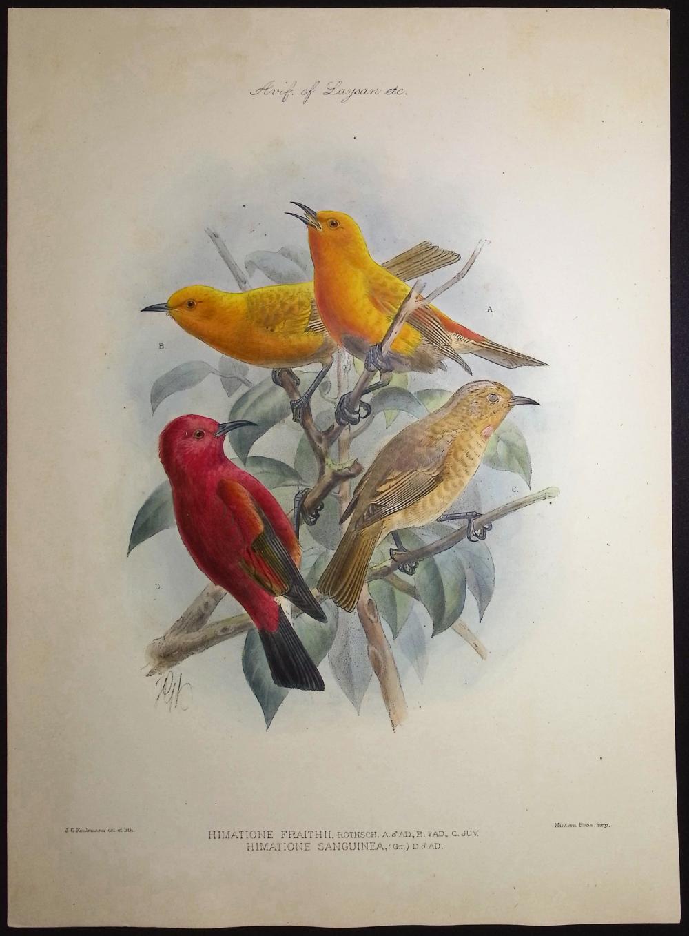 Rothschild & Keulemans, Haw... image