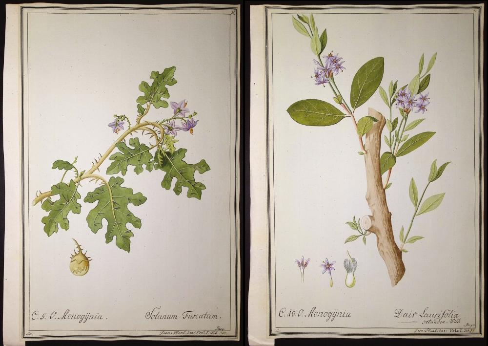 Pair of Original Botanical Watercolors (according to Linnaeus system)