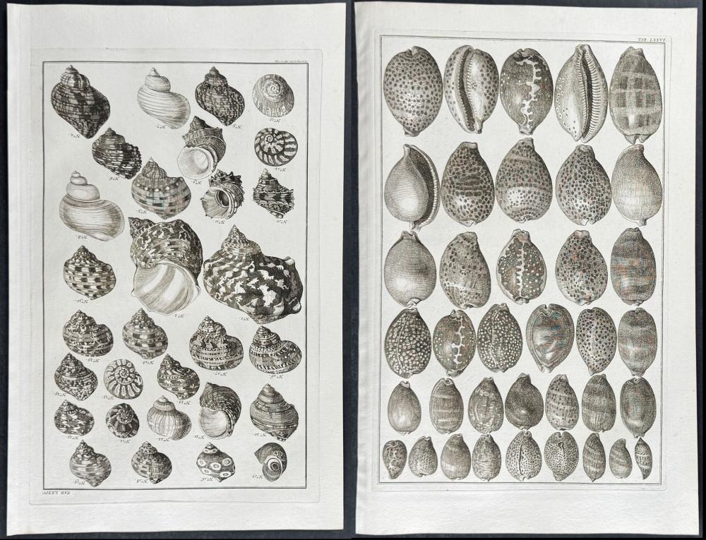 Seba - 4 Shell Engravings