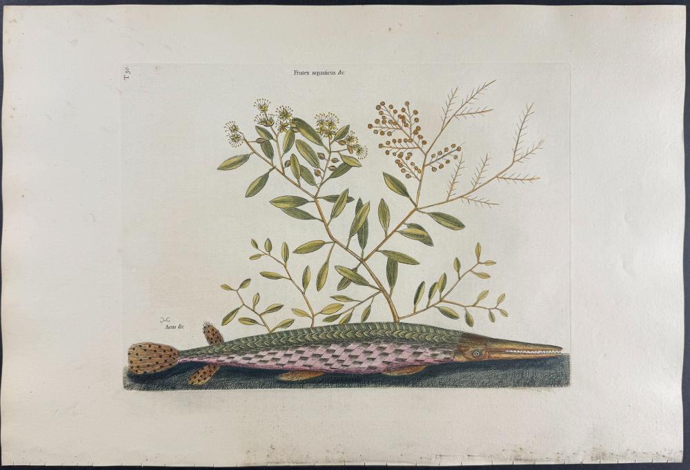 Catesby, Folio - Green Gar Fish with Water Primrose. 2-30