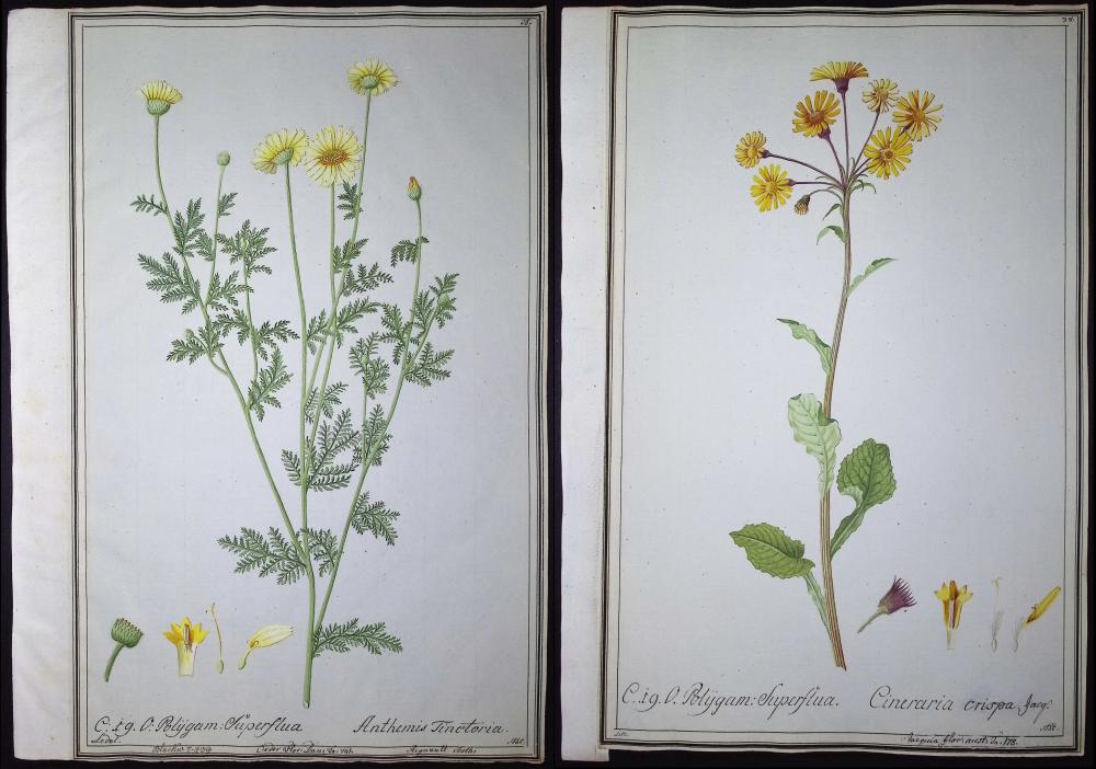 4 Original Botanical Watercolors (according to Linnaeus system)